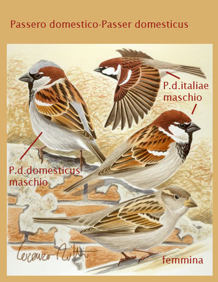Passero domestico-Passer domesticus